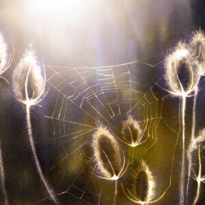 Teasel and Web Teasel and Web