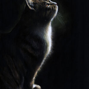Pastels Cat In Shadow by Trudy Harman