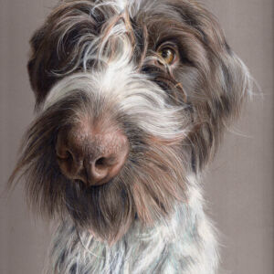 Fergal - pastel Fergal by Trudy Harman - pastel