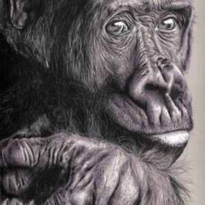 Pastels Gorilla by Trudy Harman