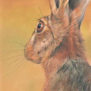 Pastels Sunlit Hare By Trudy Harman
