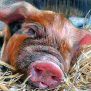 Pastels Sleepy Pig By Trudy Harman