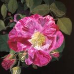 Watercolour Rosamundi by Julie Iveson