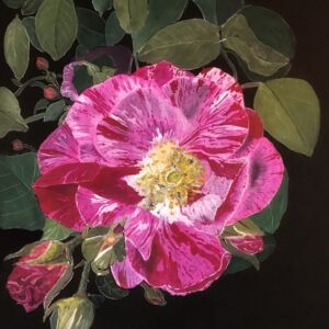 Watercolour Rosamundi by Julie Iveson