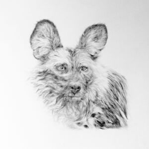 Graphite African Wild Dog by Liz Goozee