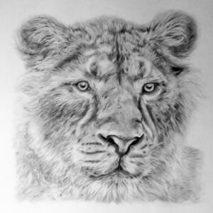 Graphite Asiatic Lion by Liz Goozee