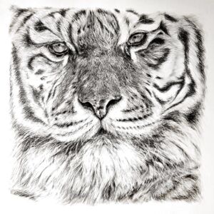 Graphite Bengal Tiger by Liz Goozee