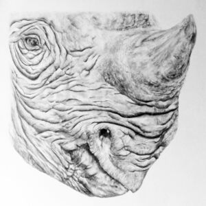 Graphite Eastern Block Rhino by Liz Goozee