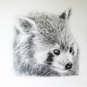 Graphite Red panda by Liz Goozee
