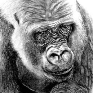 Graphite Western Lowland Gorilla by Liz Goozee