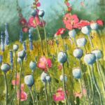 Watercolour Poppy seed heads by Clare Powell