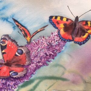 Watercolour Butterflies and Buddleia by Clare Powell