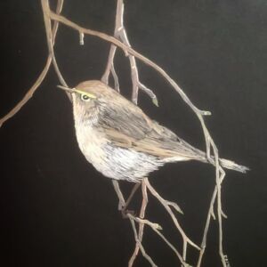 Watercolour Chiff Chaff by Rosemary Bayliss