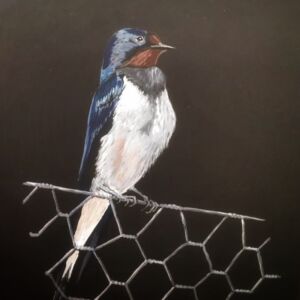 Watercolour Swallow by Rosemary Bayliss