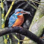 Kingfisher