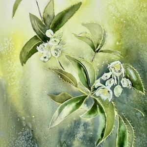 Spring Exhibition entry by Catherine Potter Hellebores in Spring by Catherine Potter
