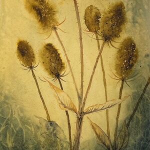 Watercolour Teasles in sunlight by Catherine Potter